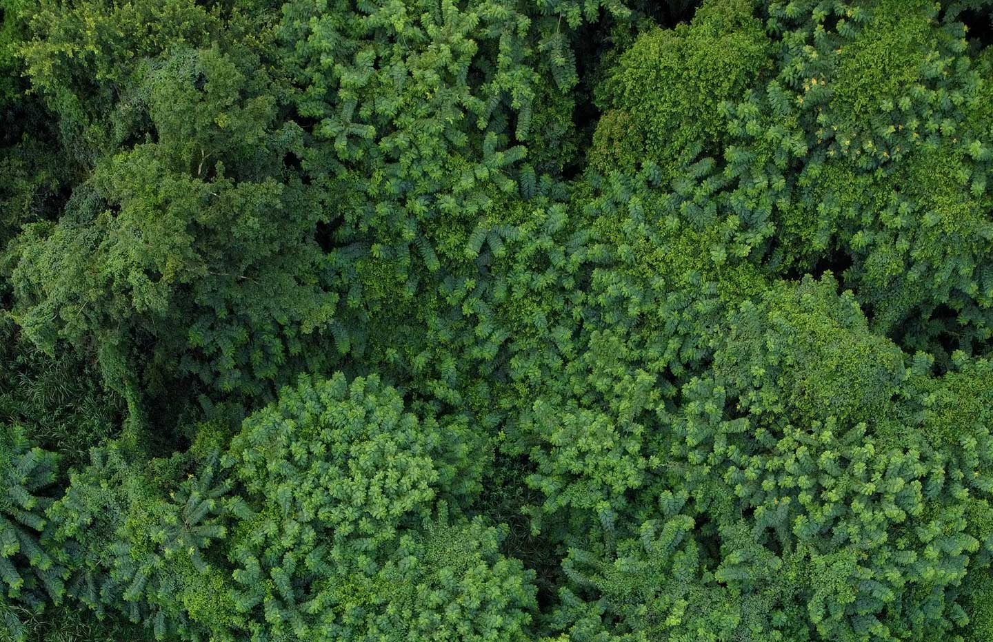 The Nippon Gases Forest is Born